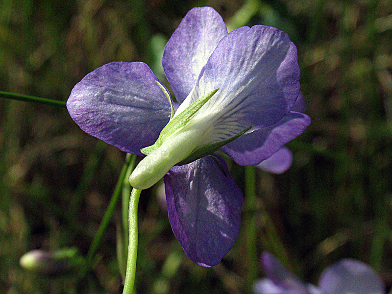 Viola riviniana Rchb. / Viola di Rivinus